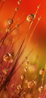 Vibrant dewdrops on branches with a colorful gradient background.