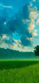 Vivid green field with blue sky and fluffy clouds mobile wallpaper.