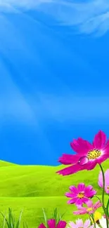 Colorful flowers with blue sky and green hills mobile wallpaper.