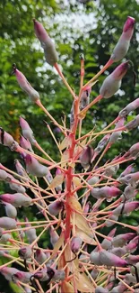 Intricate plant with pink and green tones, perfect for a mobile wallpaper.