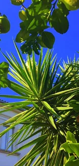 Lush green leaves under a vibrant blue sky with sunlight.