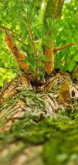 Close-up view of a vibrant tree with lush green leaves for a mobile wallpaper.