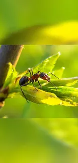 Close-up of an ant on a vibrant green leaf.