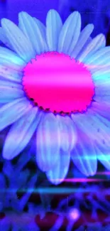 Vibrant neon daisy with blue petals and pink center on dark background.