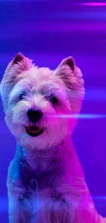 Cute Westie dog in vibrant neon colors on a purple gradient background.