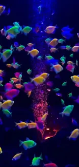 Colorful neon fish swim in a dark aquarium.