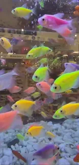 Colorful neon fish swimming in a lively aquarium setting.