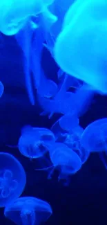 Neon blue jellyfish swim gracefully underwater.