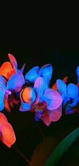 Bright neon orchids with black background.