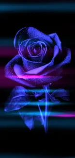 Neon blue rose with purple hues on black background.