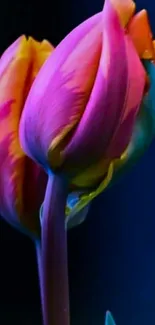 Vibrant neon tulip wallpaper with pink and blue hues.