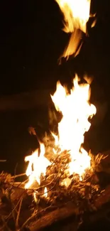 Vibrant bonfire flames against dark night backdrop.