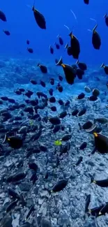 School of black fish swimming in a vibrant blue ocean.