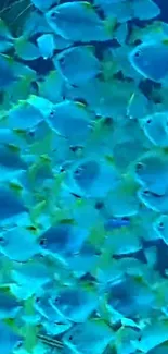 School of vibrant blue fish swimming in the ocean, perfect mobile wallpaper.