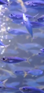 A school of shimmering blue fish swimming in clear ocean water.