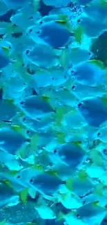 Vibrant school of fish swimming in blue ocean hues as a mobile wallpaper.