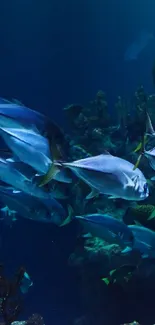 School of fish swimming in an ocean setting with coral reefs.