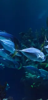 Underwater scene with vibrant fish in deep blue ocean hues.