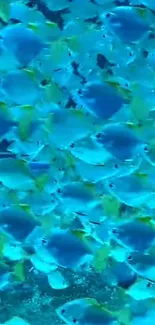 A vibrant school of blue and yellow fish swimming in the ocean.