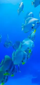 Vibrant school of fish swimming in the blue ocean.