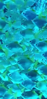 Vibrant school of ocean fish swimming in turquoise water, creating an energetic scene.