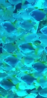 A vibrant school of tropical fish swimming underwater.