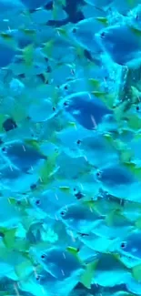 Underwater scene with a vibrant school of fish in blue hues.