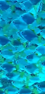 Vibrant school of blue fish swimming in clear ocean waters.