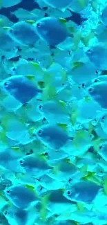 A vibrant school of turquoise fish swims. Dominant color is turquoise.