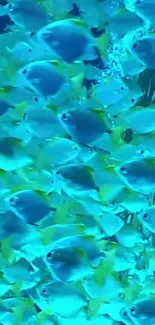 Vibrant school of tropical fish swimming in an oceanic blue sea background.