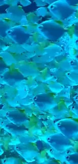 Mobile wallpaper with vibrant blue fish underwater.