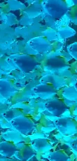 Vibrant mobile wallpaper featuring a school of blue ocean fish.