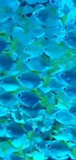 School of vibrant blue tropical fish swimming underwater.