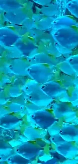 School of vibrant blue ocean fish swimming underwater.