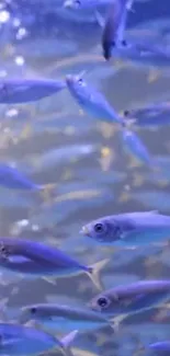 A school of vibrant blue fish swimming underwater in a tranquil ocean scene.