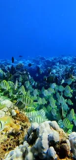 Colorful fish swimming in a vibrant ocean reef.