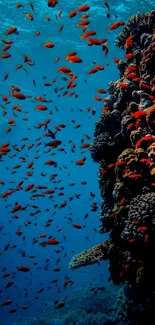 Colorful coral reef with vibrant fish in blue ocean water.