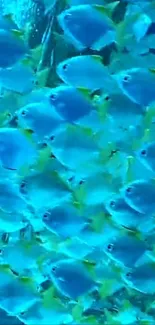 A vibrant school of blue and yellow fish swimming in the ocean.