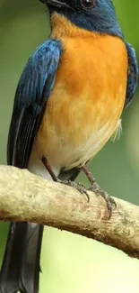 Orange-chested bird perched on a branch.