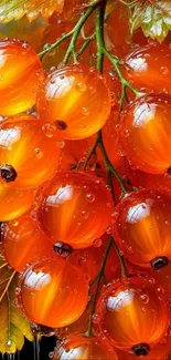 Glistening orange berries with leaves wallpaper.