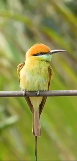 Vibrant orange and green bird perched on a branch.