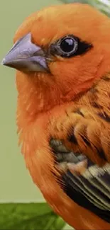 Close-up of a vibrant orange bird with intricate feather details.