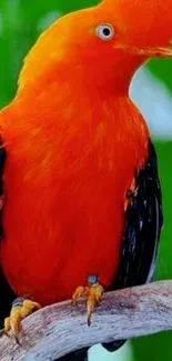 Orange bird perched on a branch with vibrant feathers against a green backdrop.