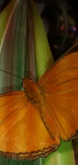 Close-up of orange butterfly on a green leaf, perfect for a mobile wallpaper.