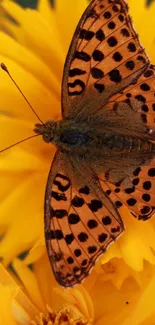 Orange butterfly on yellow flowers vibrant wallpaper.