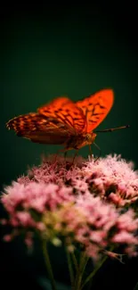 Orange butterfly on pink flowers mobile wallpaper.