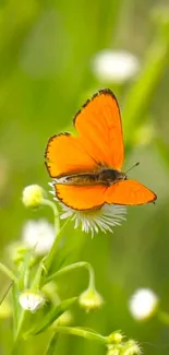 Orange butterfly sits on a white flower against a green background.