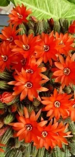 Orange cactus flowers with vibrant blooms.