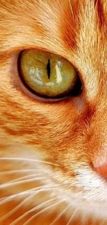 Vibrant orange cat close-up with striking green eyes and detailed fur features.