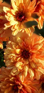 Vibrant orange chrysanthemum flowers in full bloom.